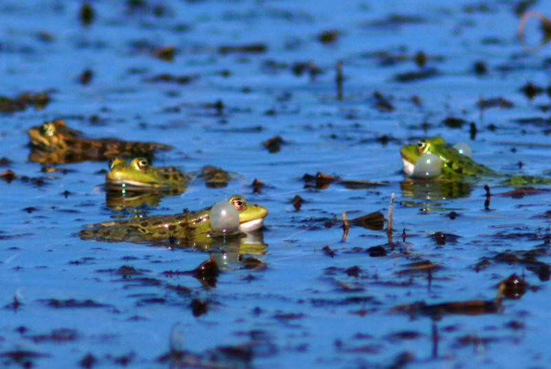 Rana da determinare - Livorno - Pelophylax sp.